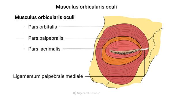 Musculus Orbicularis oculi