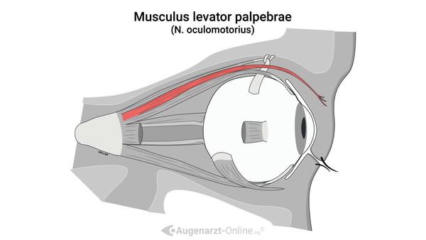 Lidheber (M. levator palpebrae)