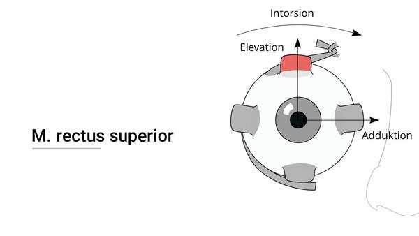 Augenmuskel (Musculus rectus superior)