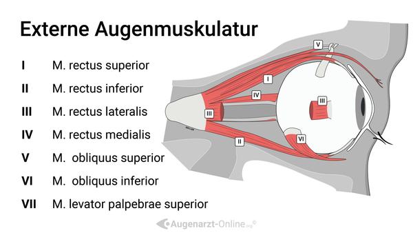 Augenmuskel (Übersicht)