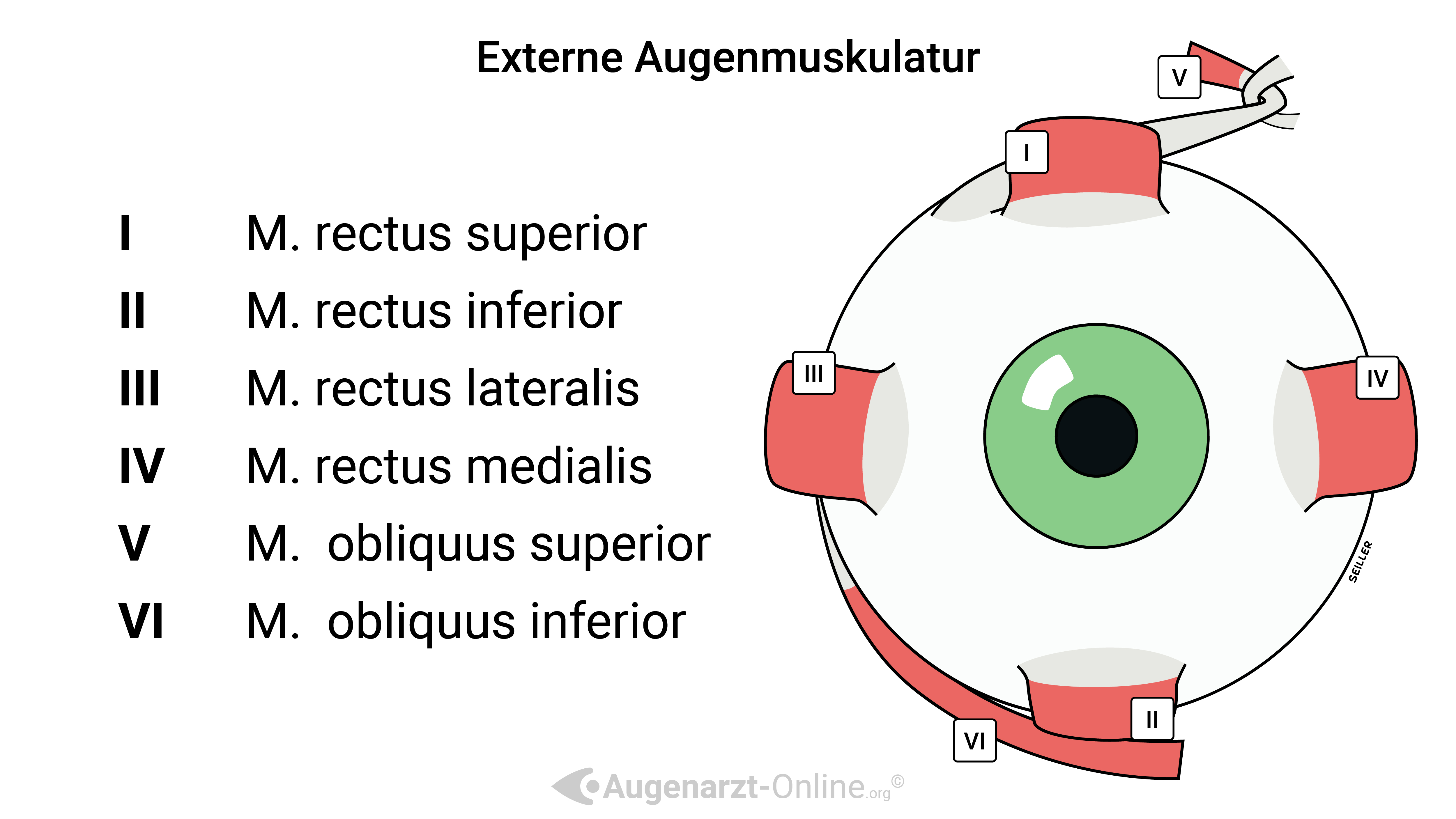 Die externe Augenmuskulatur besteht aus sechs Muskeln, die für die präzisen Bewegungen des Augapfels verantwortlich sind. Diese Muskeln – Musculus rectus superior, rectus inferior, rectus medialis, rectus lateralis, obliquus superior und obliquus inferior – ermöglichen komplexe Augenbewegungen und werden von drei Hirnnerven innerviert: dem Nervus oculomotorius (Hirnnerv III), dem Nervus trochlearis (Hirnnerv IV) und dem Nervus abducens (Hirnnerv VI). Jeder Muskel hat eine spezifische Funktion, wie das Heben, Senken, Adduzieren oder Abduzieren des Auges, sowie die Innen- und Außenrotation.

Störungen in der Funktion oder Innervation dieser Muskeln können zu verschiedenen Augenbewegungsstörungen wie Strabismus (Schielen), Diplopie (Doppelbilder) und eingeschränkter Augenbeweglichkeit führen. Die genaue Kenntnis der Anatomie und Innervation der extraokularen Muskeln ist entscheidend für die Diagnose und Behandlung solcher Störungen in der Augenheilkunde.