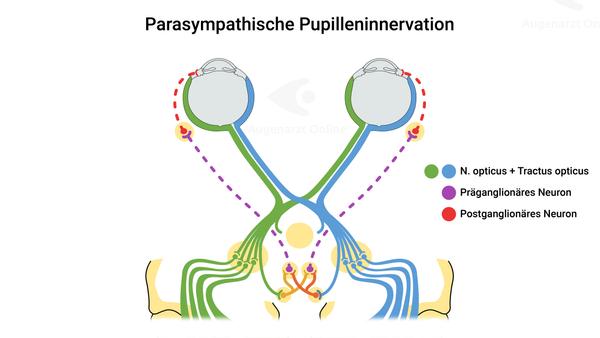 Parasympathische Pupilleninnervation