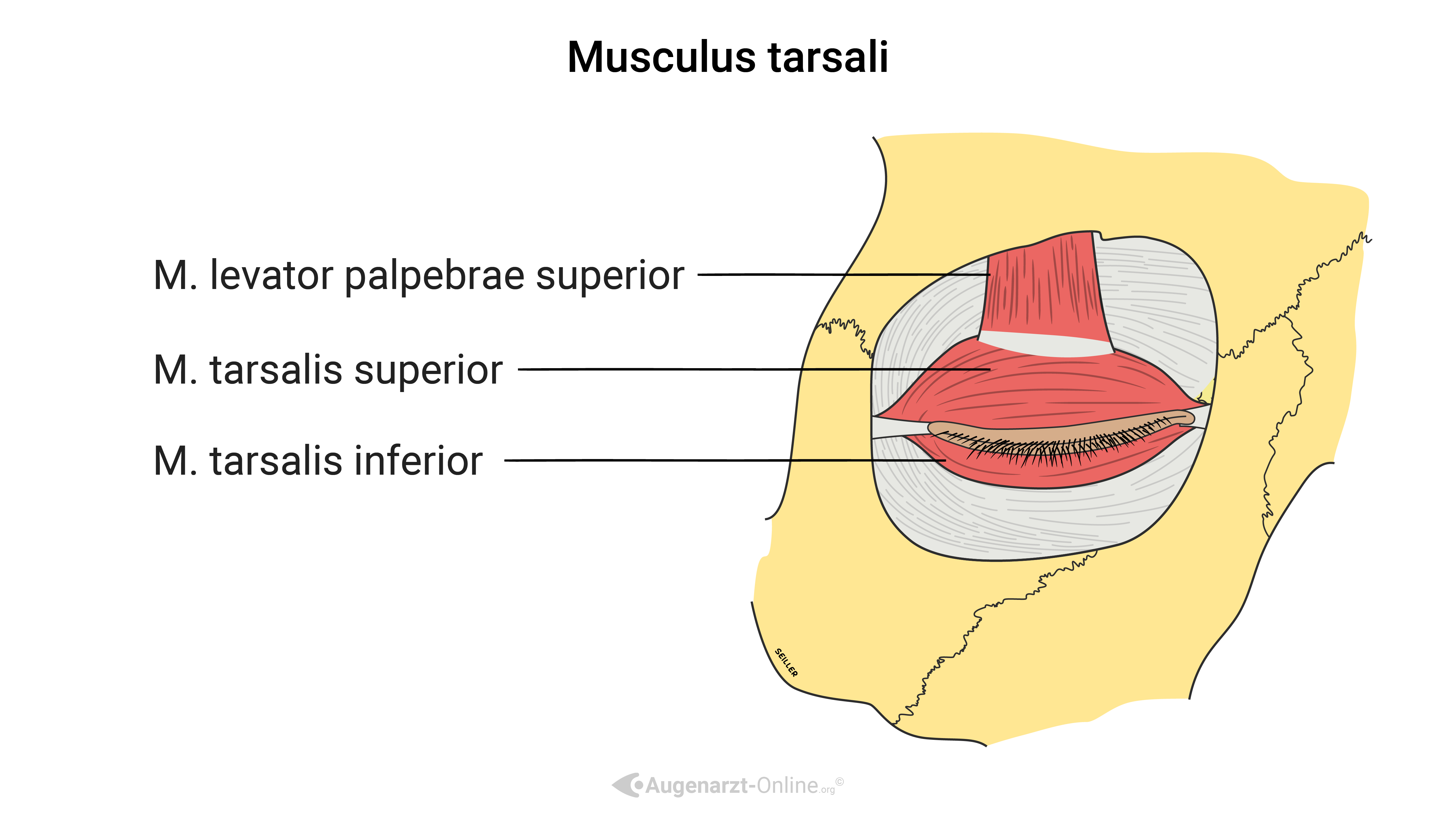 Augenmuskel (Musculus tarsalis)