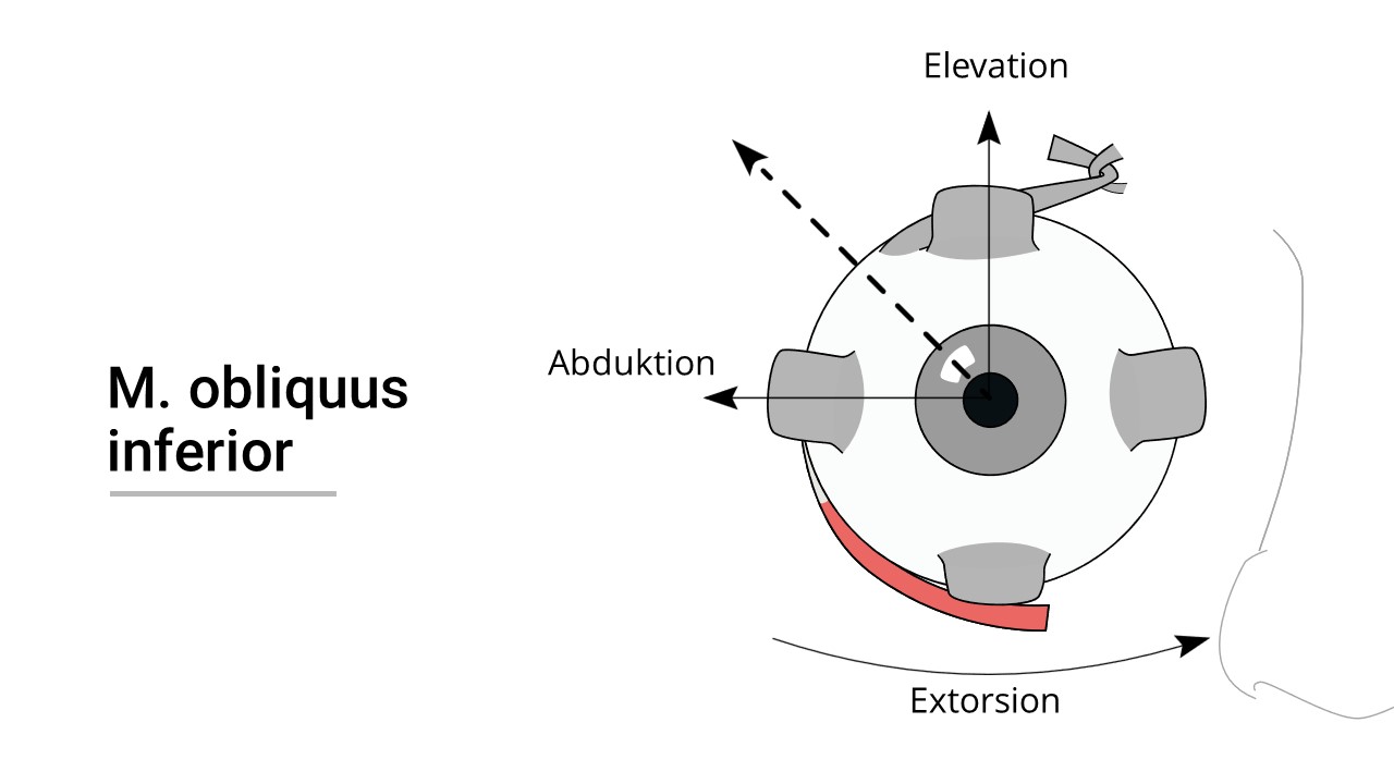 Augenmuskel (Musculus obliquus inferior)