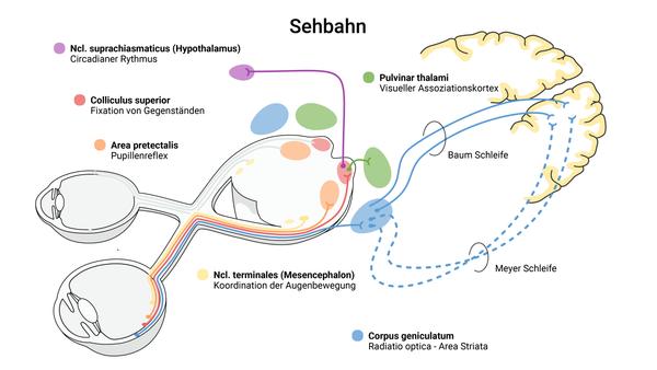 Sehbahn