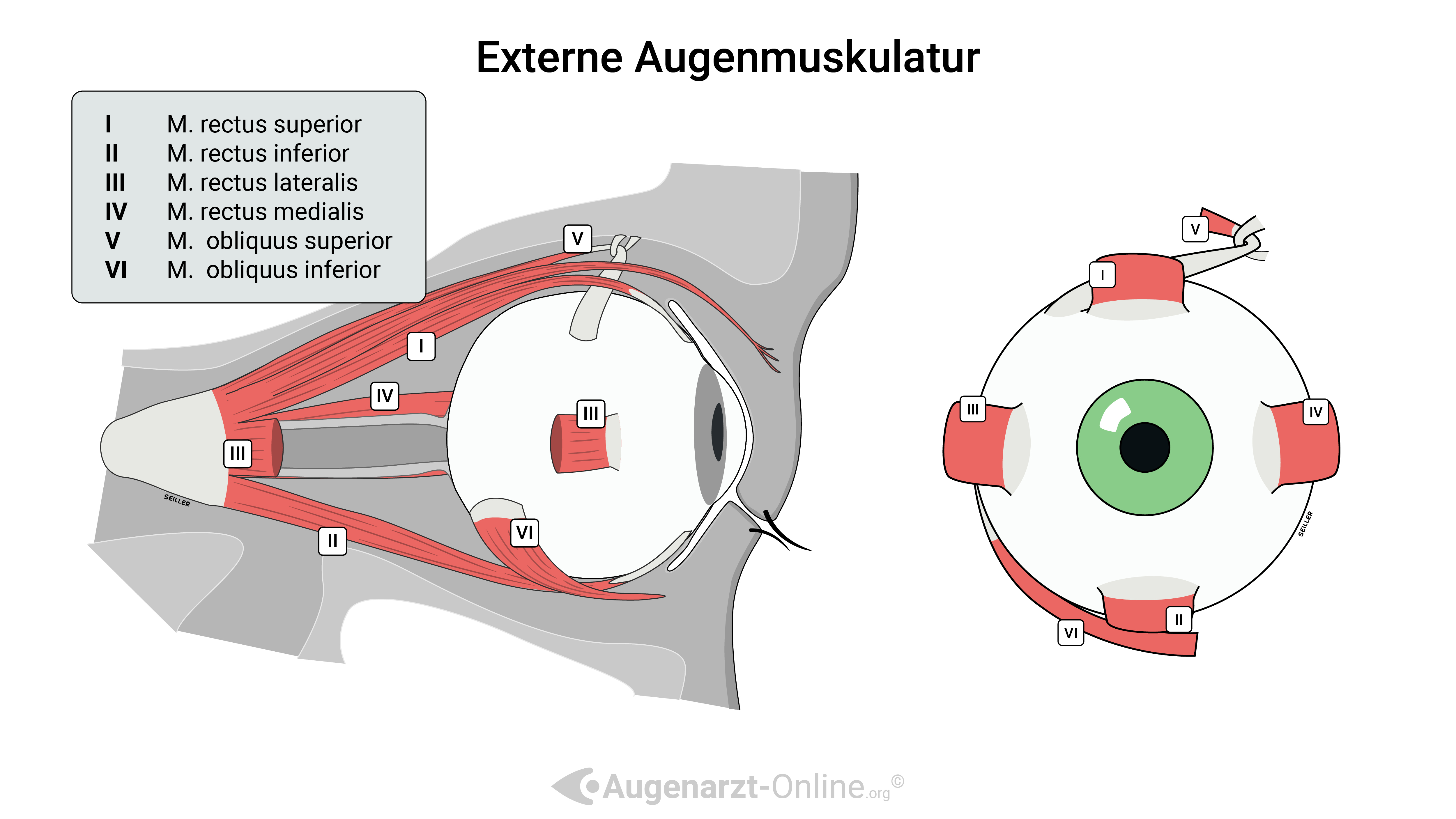 Die externe Augenmuskulatur besteht aus sechs Muskeln, die für die präzisen Bewegungen des Augapfels verantwortlich sind. Diese Muskeln – Musculus rectus superior, rectus inferior, rectus medialis, rectus lateralis, obliquus superior und obliquus inferior – ermöglichen komplexe Augenbewegungen und werden von drei Hirnnerven innerviert: dem Nervus oculomotorius (Hirnnerv III), dem Nervus trochlearis (Hirnnerv IV) und dem Nervus abducens (Hirnnerv VI). Jeder Muskel hat eine spezifische Funktion, wie das Heben, Senken, Adduzieren oder Abduzieren des Auges, sowie die Innen- und Außenrotation.

Störungen in der Funktion oder Innervation dieser Muskeln können zu verschiedenen Augenbewegungsstörungen wie Strabismus (Schielen), Diplopie (Doppelbilder) und eingeschränkter Augenbeweglichkeit führen. Die genaue Kenntnis der Anatomie und Innervation der extraokularen Muskeln ist entscheidend für die Diagnose und Behandlung solcher Störungen in der Augenheilkunde.