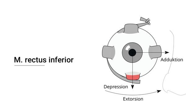 Augenmuskel (Musculus rectus inferior)