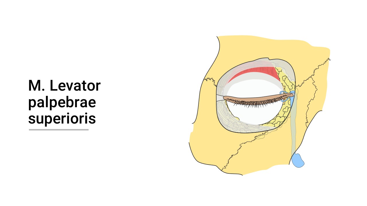 Augenmuskel (Musculus levator palpebrae superioris)