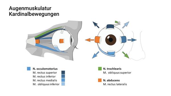 Kardinalbewegungen