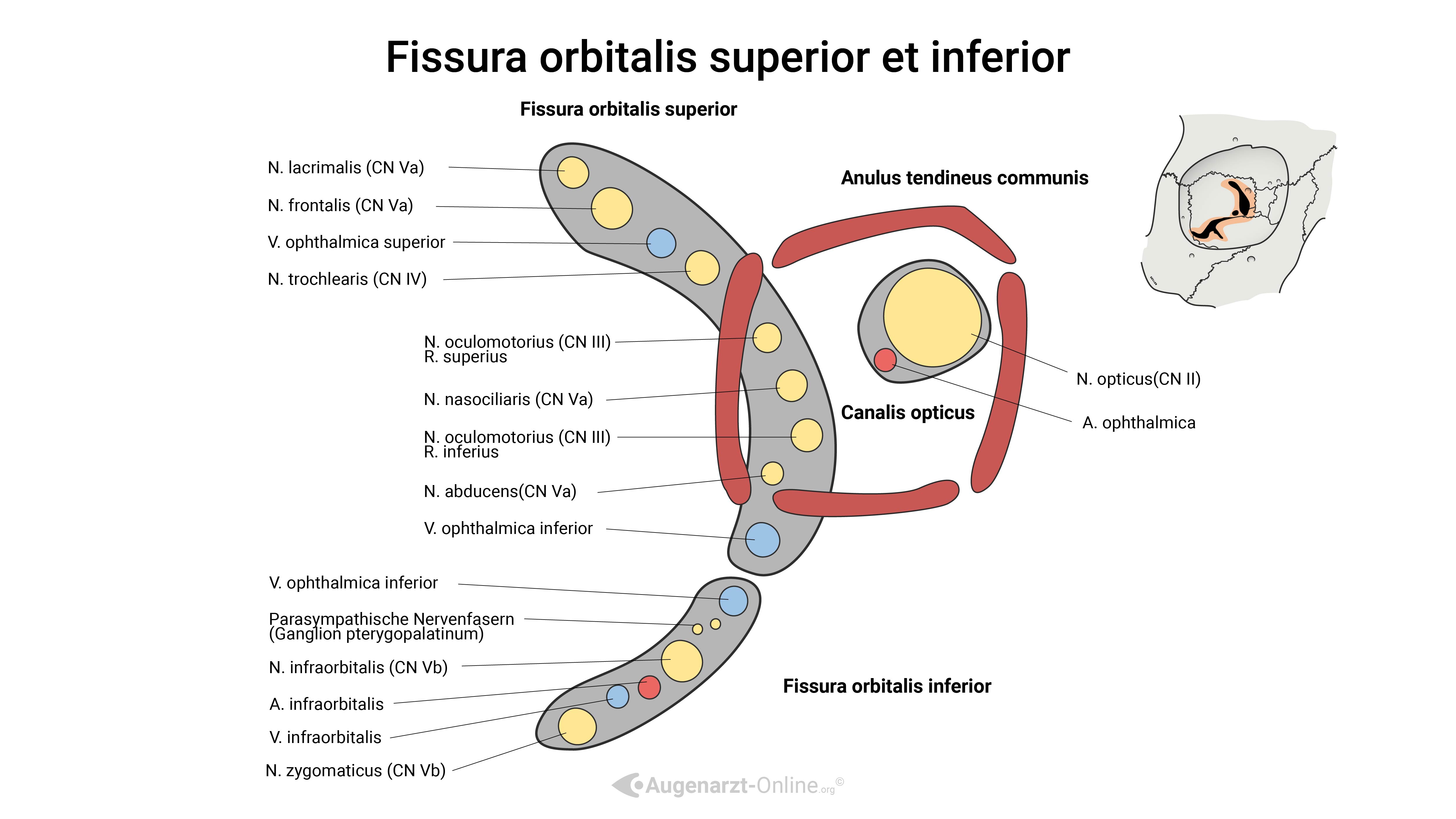 Fissura orbitalis superior et inferior