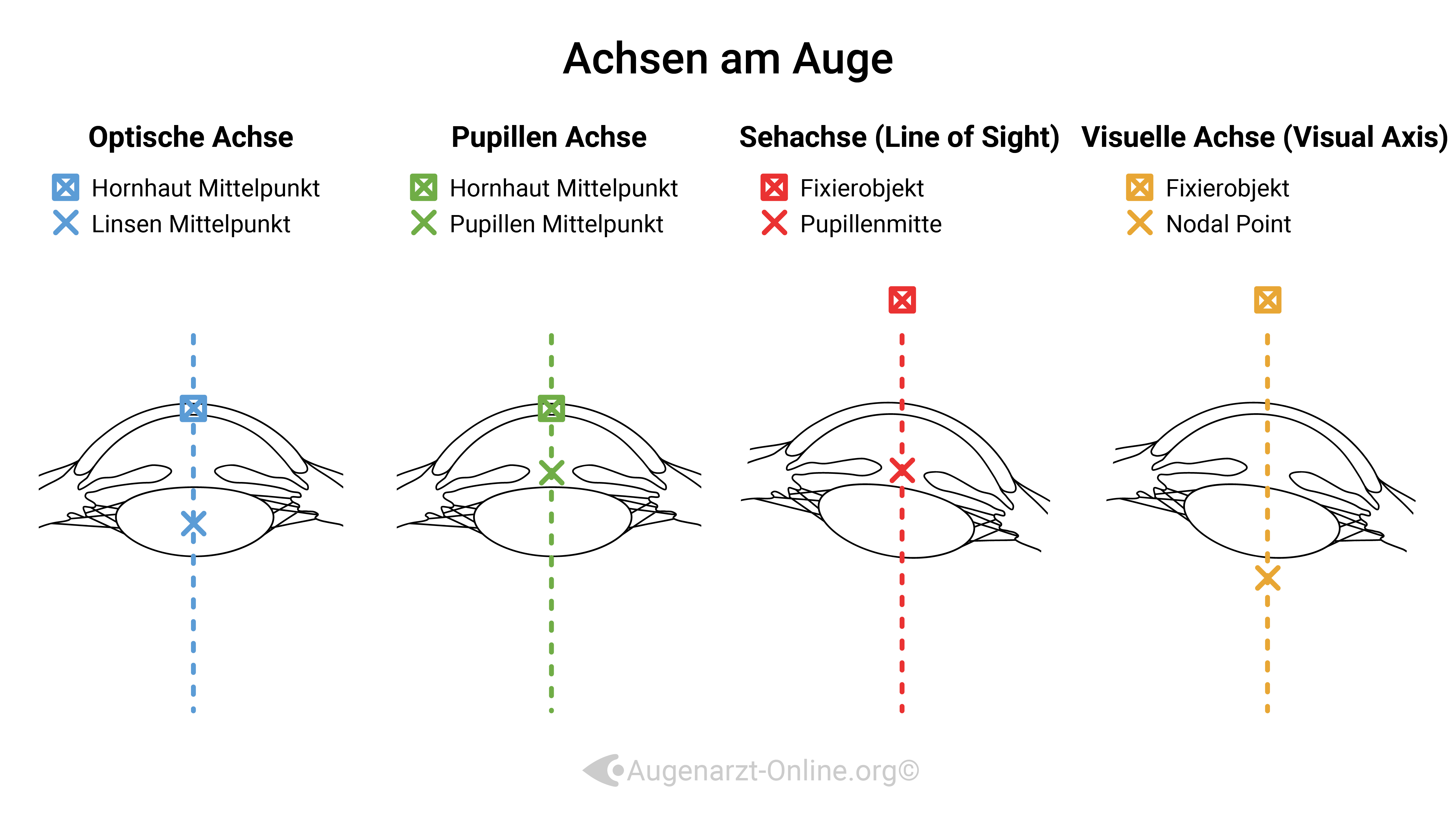 Achsen im Auge