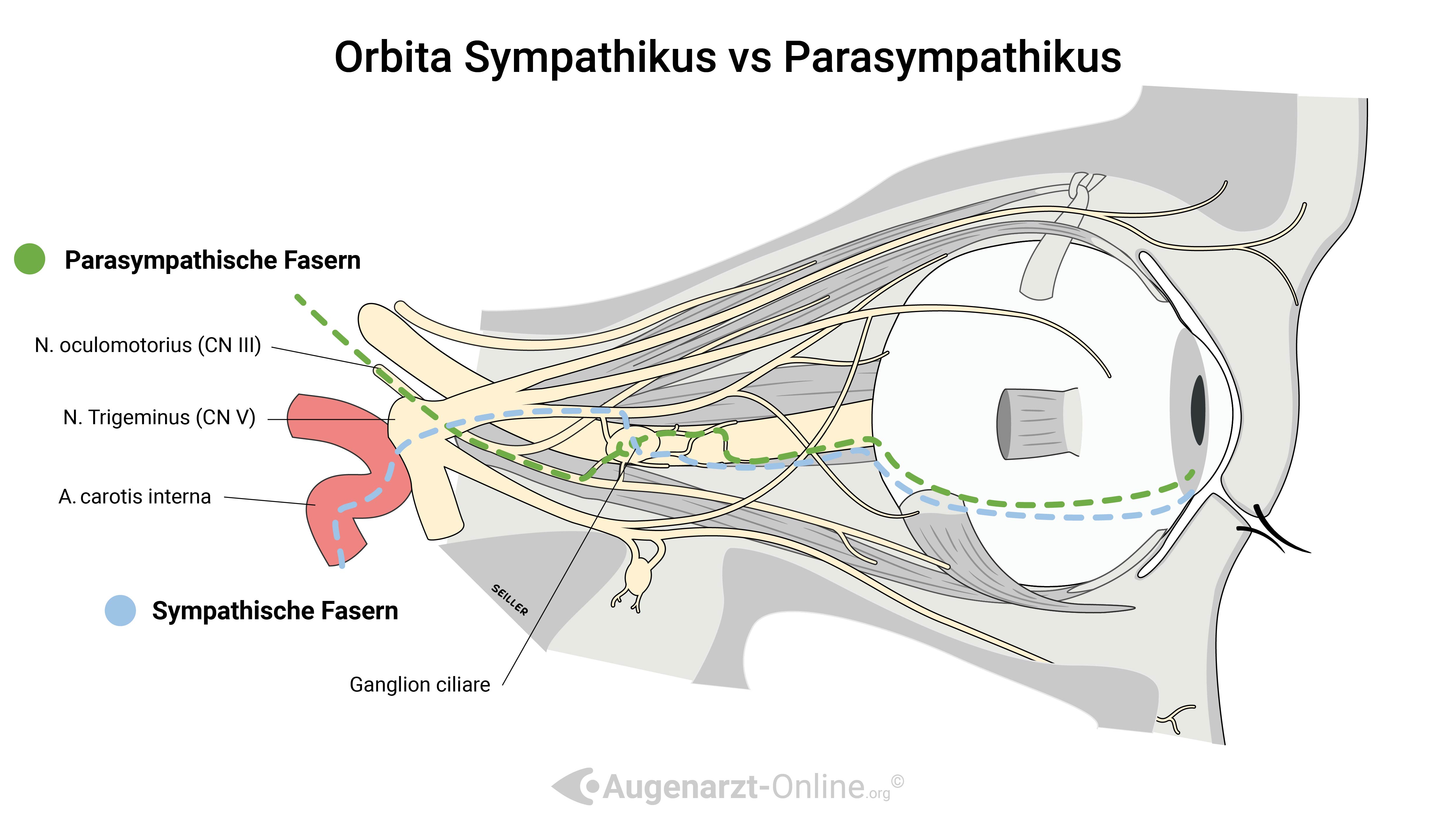 Sympathikus vs Parasympathikus