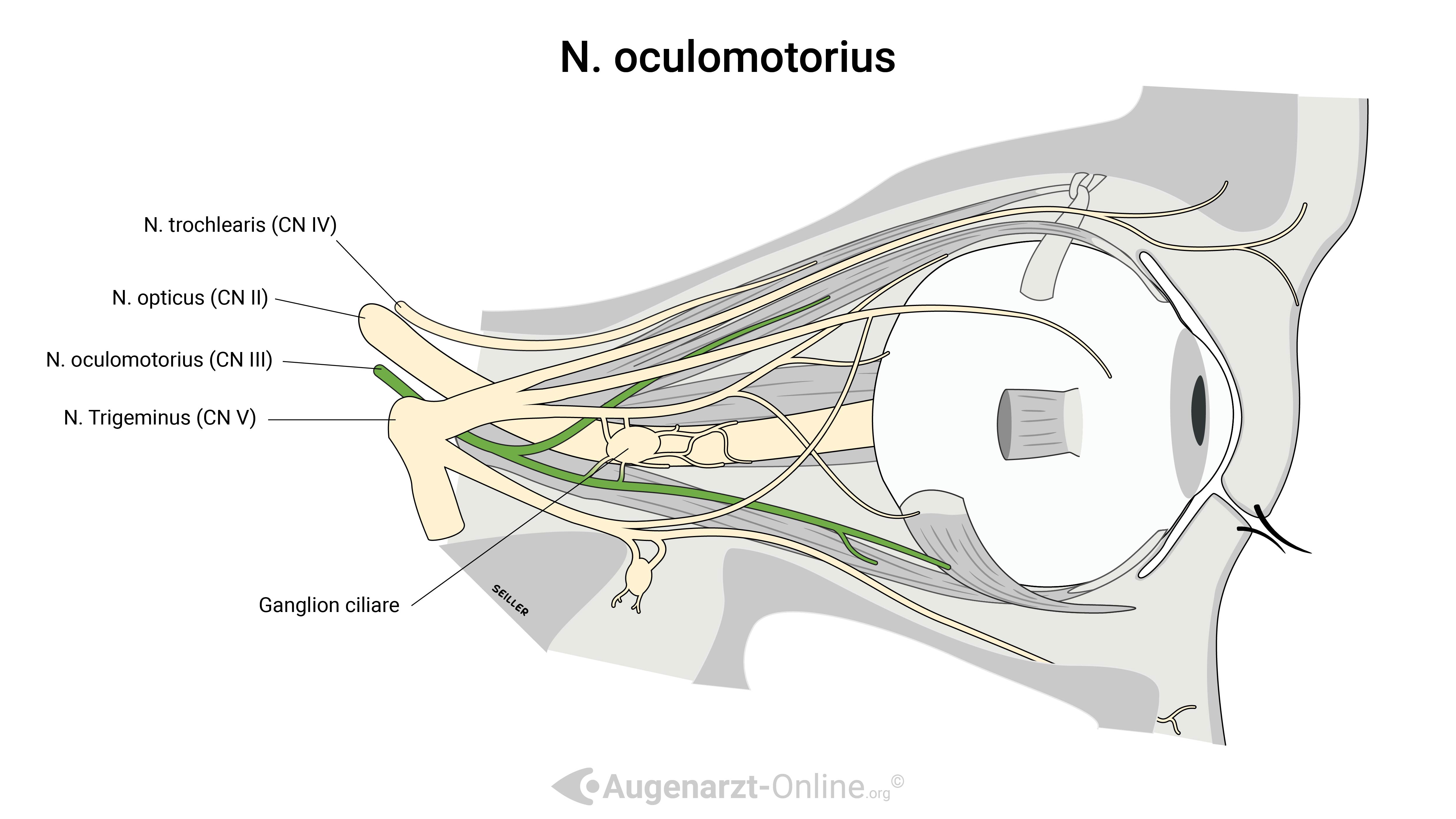N. oculomotorius (CN III)