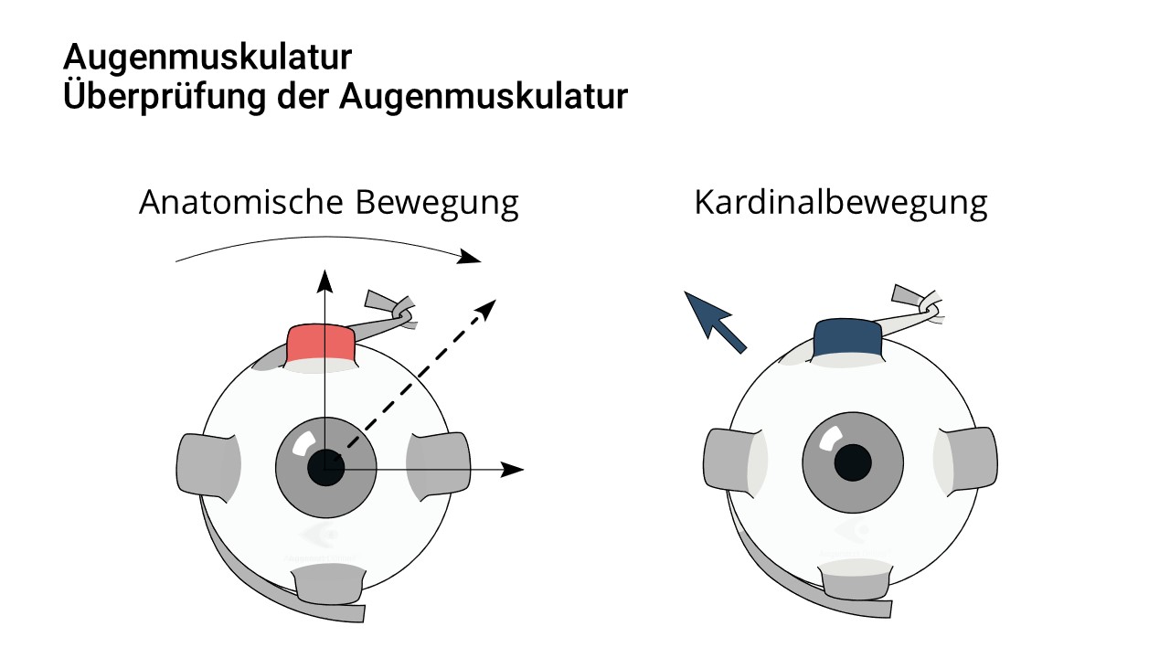 Augenmuskel (Okulomotorik vs anatomische Bewegung)