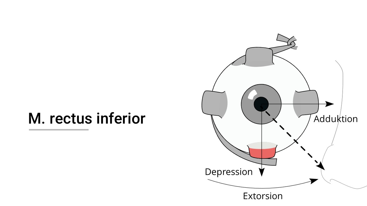 Augenmuskel (Musculus rectus inferior)