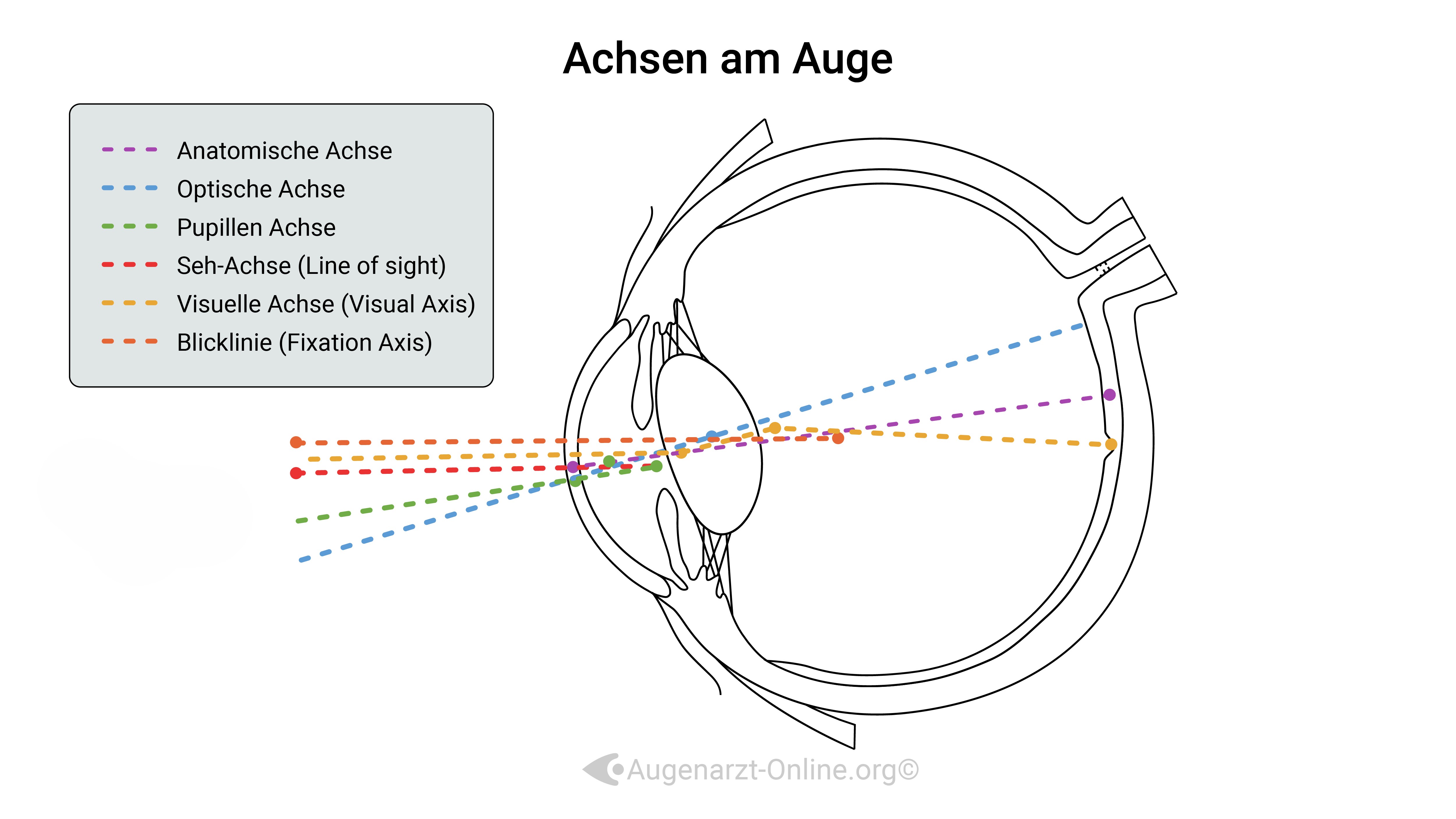 Achsen im Auge