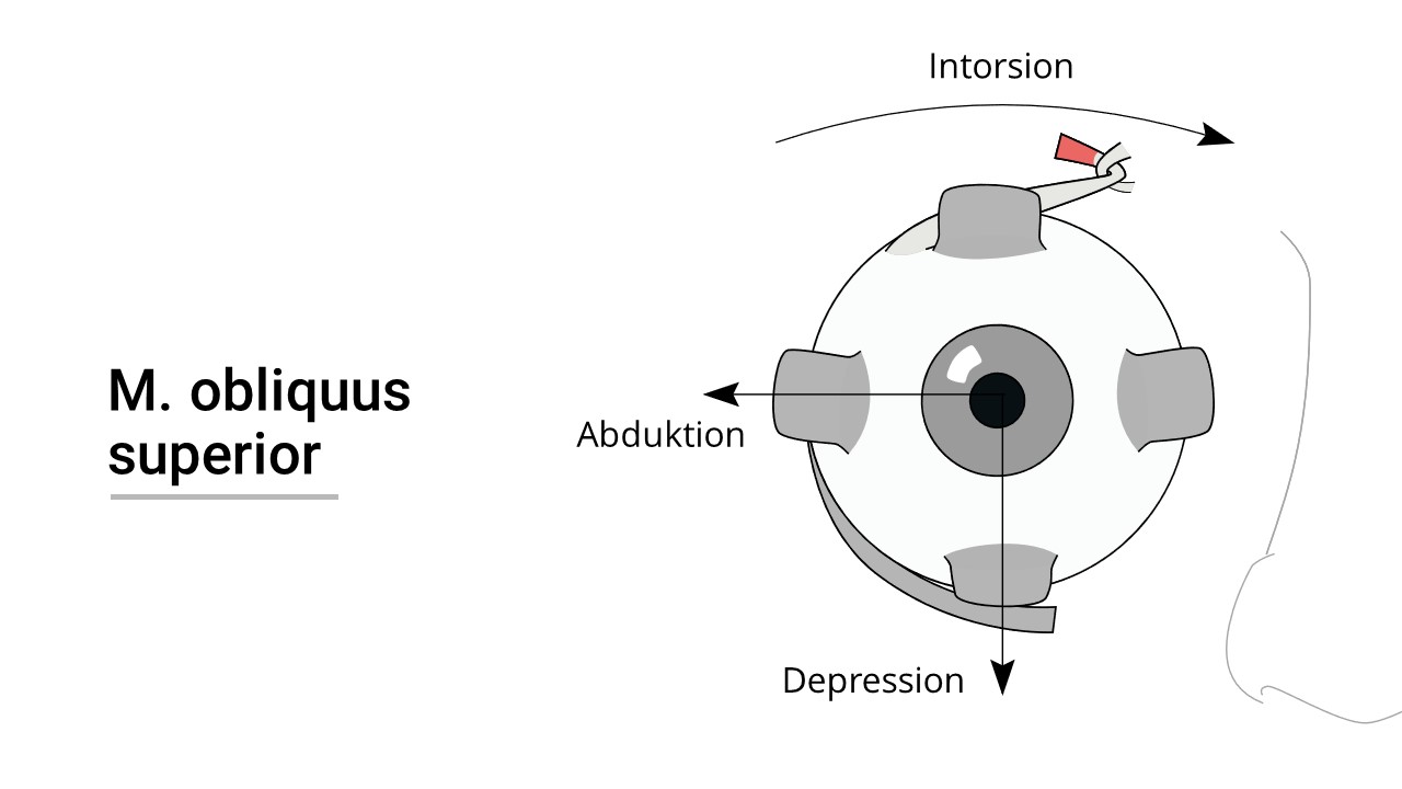 Augenmuskel (Musculus obliquus superior)