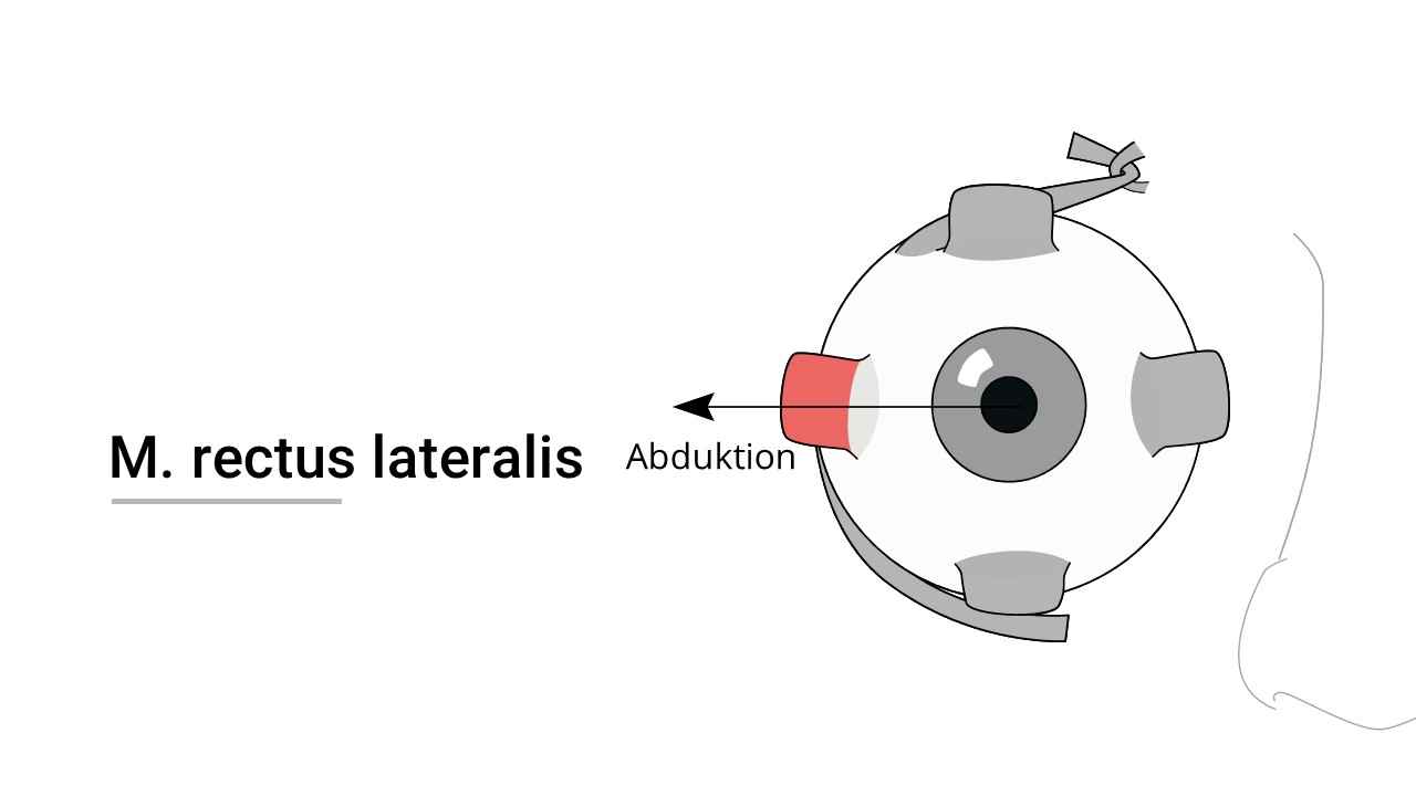 Augenmuskel (Musculus rectus lateralis)