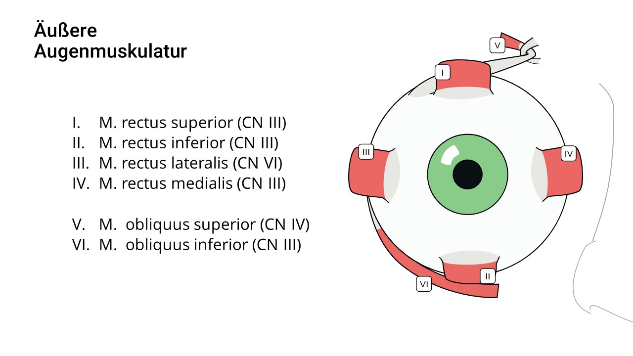 Augenmuskel (Innervation)