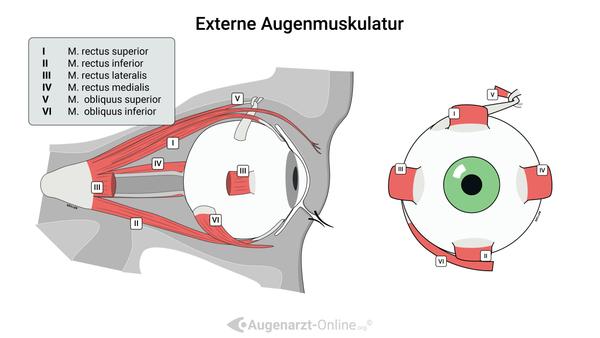 Die externe Augenmuskulatur besteht aus sechs Muskeln, die für die präzisen Bewegungen des Augapfels verantwortlich sind. Diese Muskeln – Musculus rectus superior, rectus inferior, rectus medialis, rectus lateralis, obliquus superior und obliquus inferior – ermöglichen komplexe Augenbewegungen und werden von drei Hirnnerven innerviert: dem Nervus oculomotorius (Hirnnerv III), dem Nervus trochlearis (Hirnnerv IV) und dem Nervus abducens (Hirnnerv VI). Jeder Muskel hat eine spezifische Funktion, wie das Heben, Senken, Adduzieren oder Abduzieren des Auges, sowie die Innen- und Außenrotation.

Störungen in der Funktion oder Innervation dieser Muskeln können zu verschiedenen Augenbewegungsstörungen wie Strabismus (Schielen), Diplopie (Doppelbilder) und eingeschränkter Augenbeweglichkeit führen. Die genaue Kenntnis der Anatomie und Innervation der extraokularen Muskeln ist entscheidend für die Diagnose und Behandlung solcher Störungen in der Augenheilkunde.