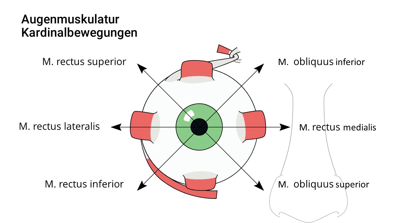 Augenmuskel Kardinalbewegungen