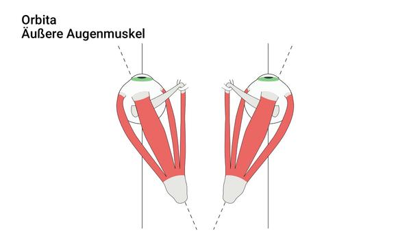 Augenmuskulatur (Übersicht)