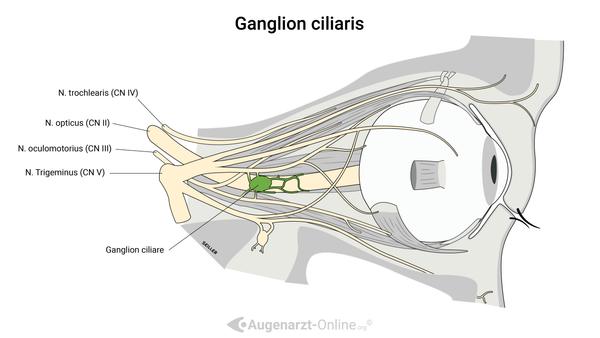 Das Ganglion ciliare ist ein kleines, parasympathisches Ganglion in der Augenhöhle, das eine wichtige Rolle in der Innervation des Auges spielt. Es befindet sich hinter dem Augapfel, nahe dem Nervus opticus (Sehnerv) und erhält präganglionäre parasympathische Fasern vom Nervus oculomotorius (Hirnnerv III). Vom Ganglion ciliare ausgehend, verlaufen postganglionäre Fasern zu den inneren Augenmuskeln, insbesondere zum Musculus sphincter pupillae, der für die Pupillenverengung (Miosis) verantwortlich ist, und zum Musculus ciliaris, der die Linse zur Akkommodation anpasst.