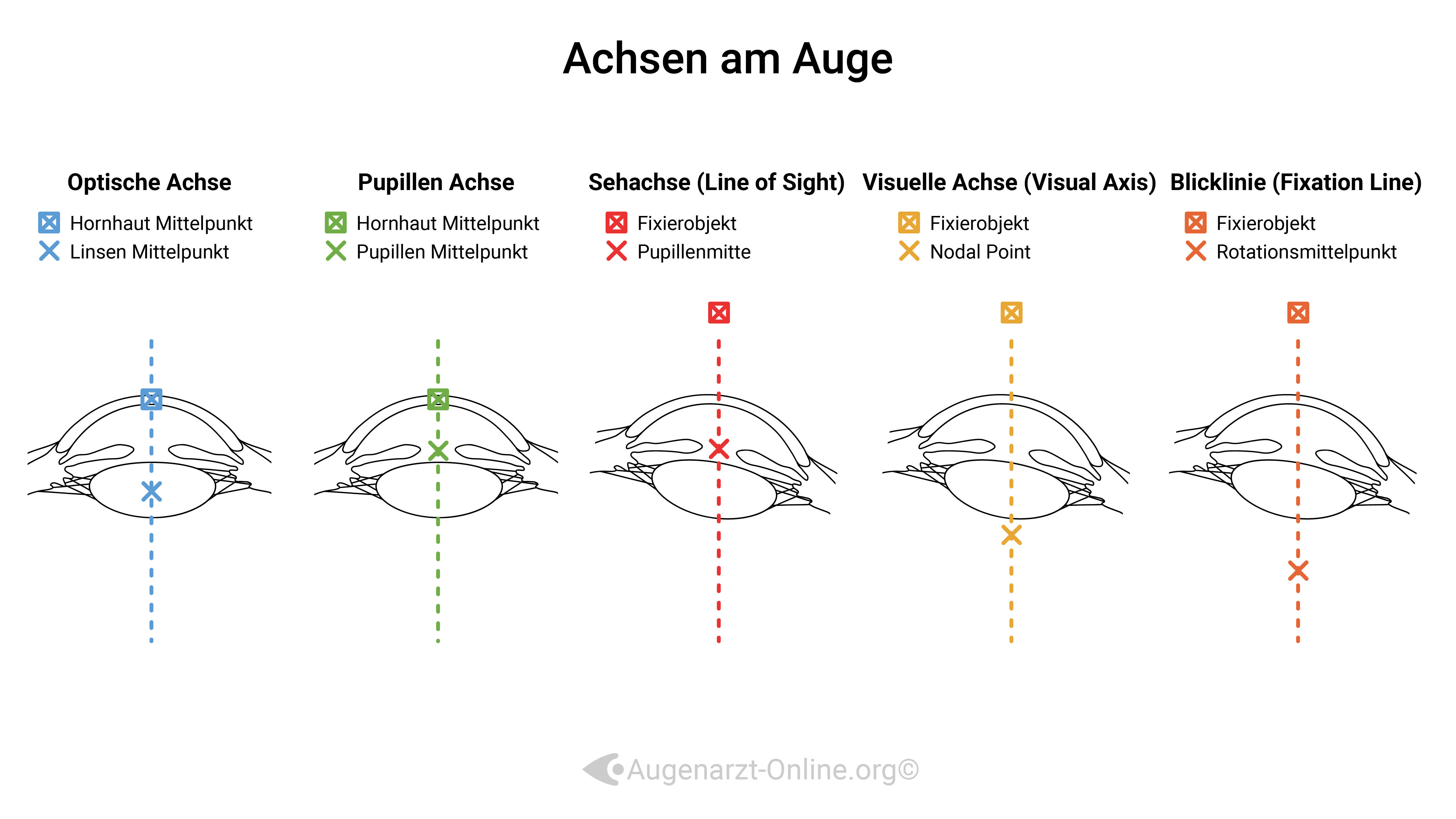 Achsen im Auge